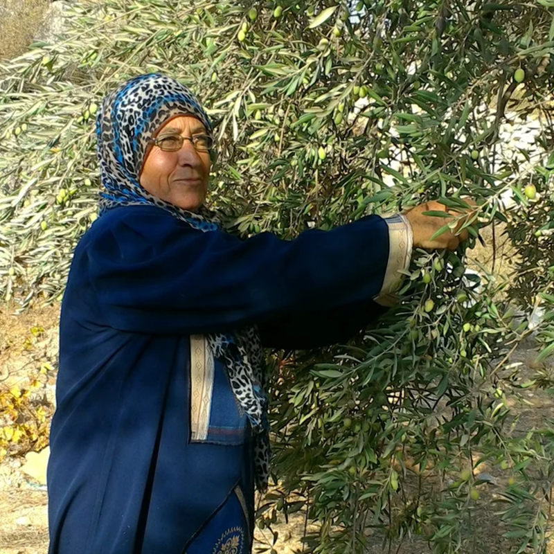 EQ-Olive-oil